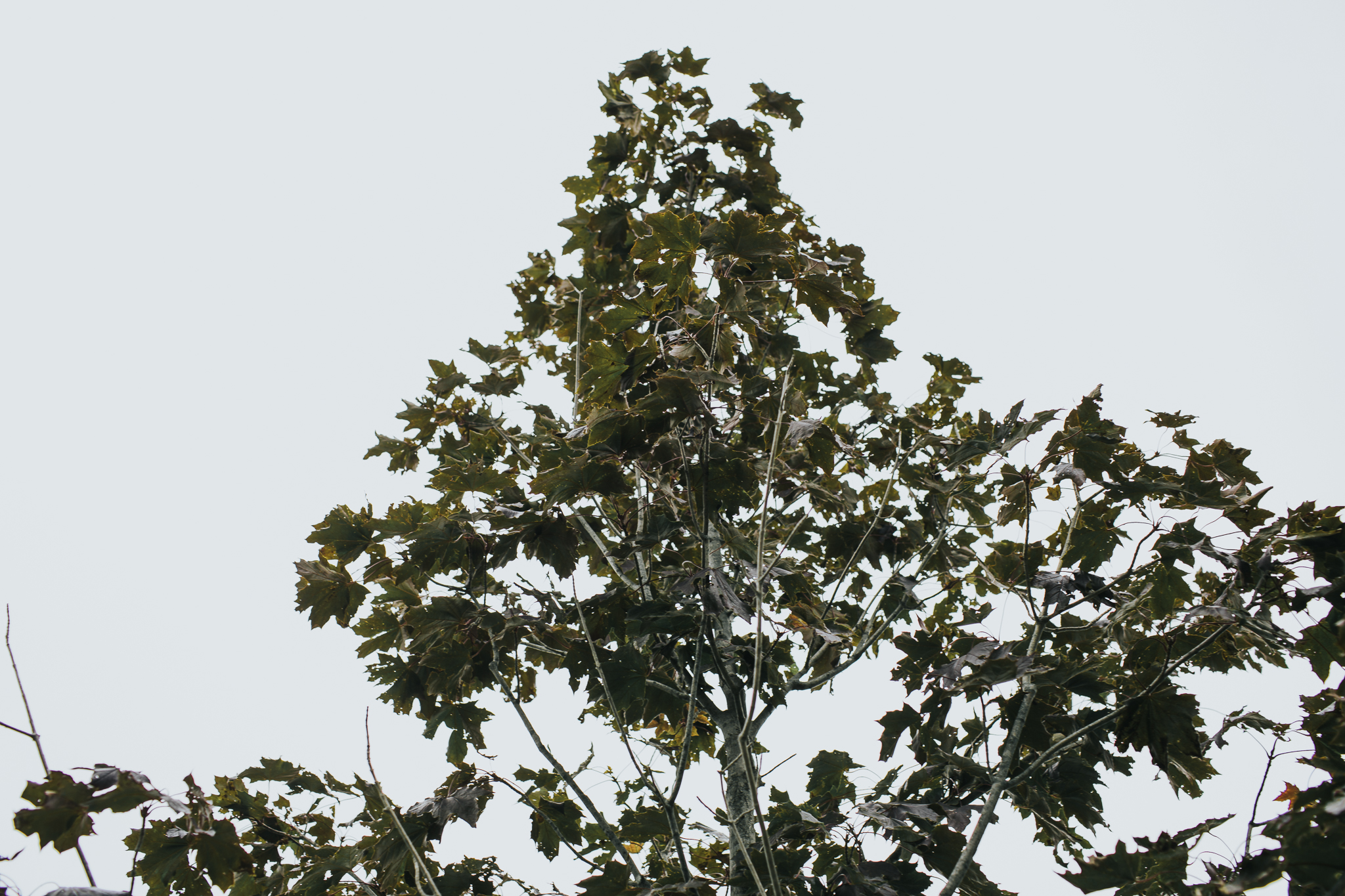 Indianapolis Wedding Photographers