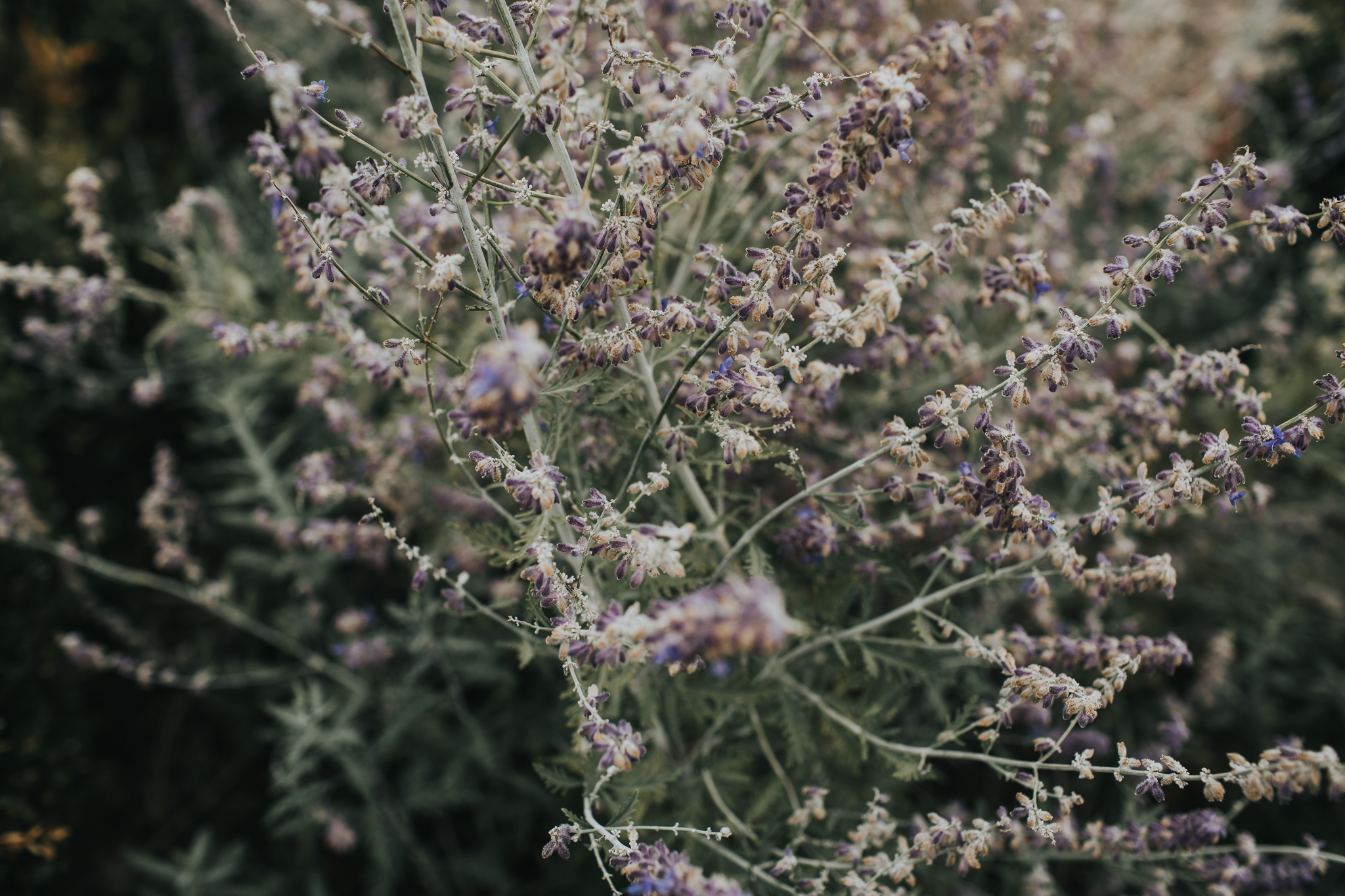 Indianapolis Wedding Photographers