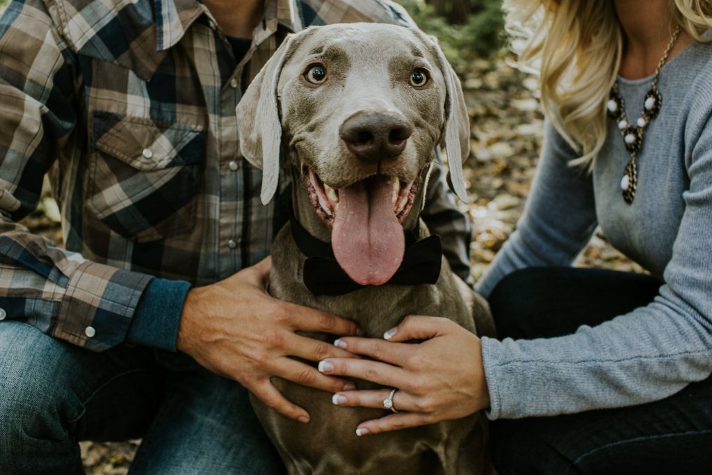 indianapolis wedding photographers