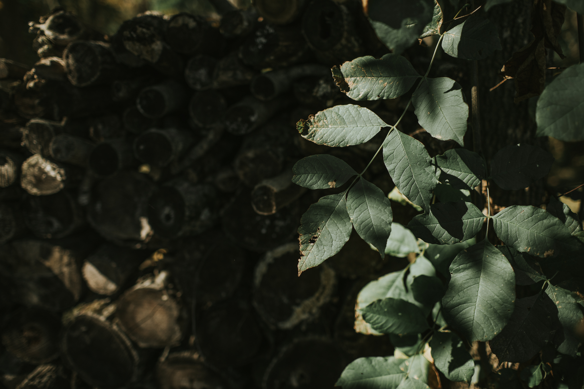 Indianapolis Wedding Photographers