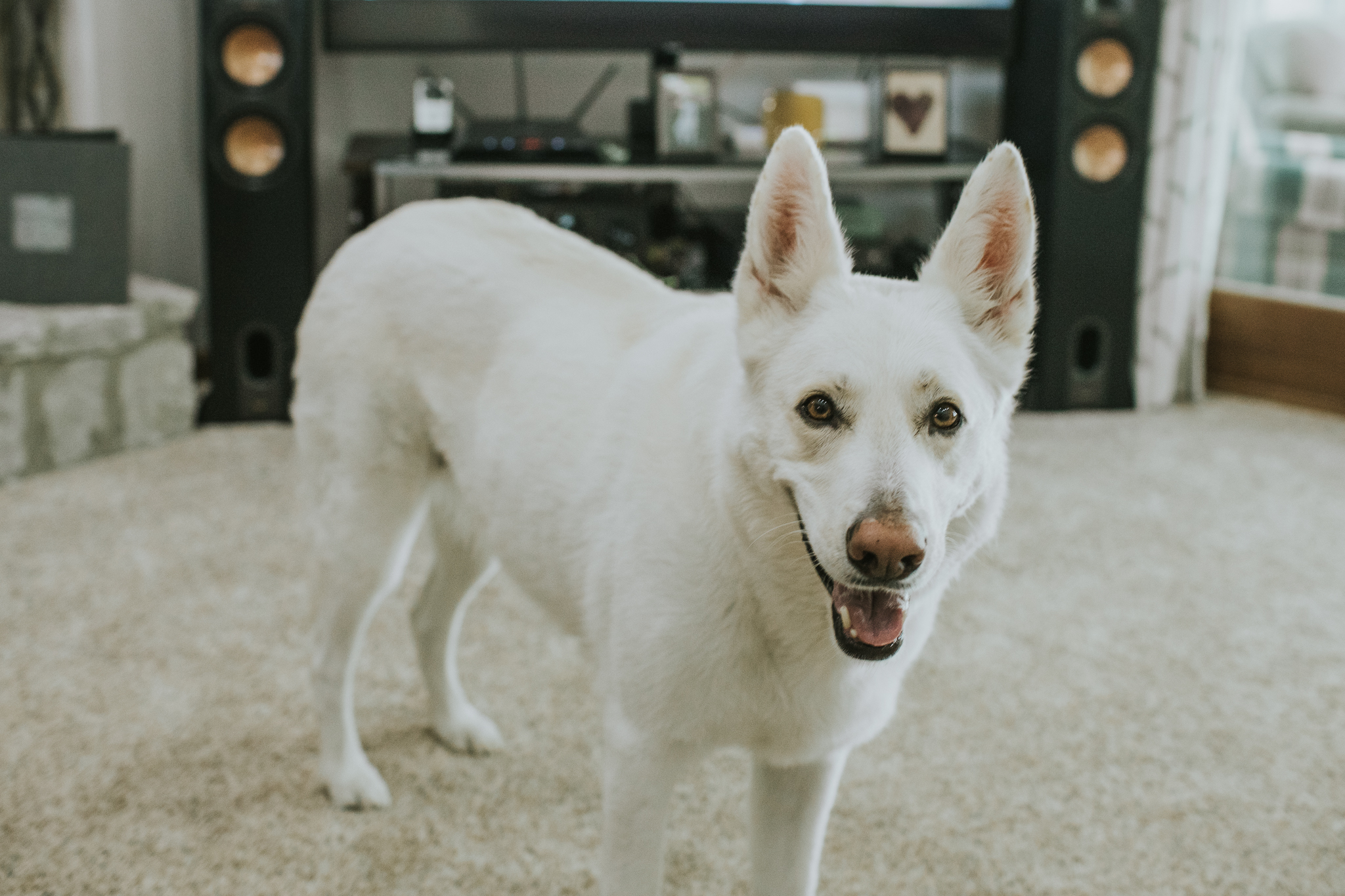 Indianapolis Wedding Photographers